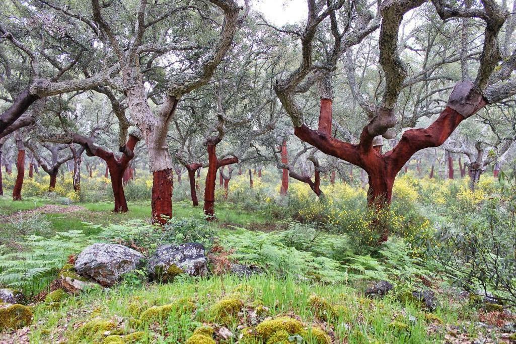 Cielo Abierto Διαμέρισμα Berzocana Εξωτερικό φωτογραφία